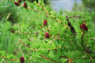 Branche sapin.jpg (26712 octets)