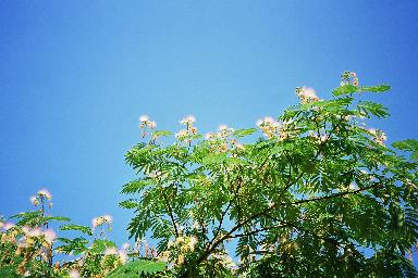 Fleurs dans ciel 2.jpg (27032 octets)
