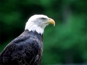 eagles.jpg (18011 octets)