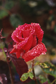 rose.jpg (23799 octets)